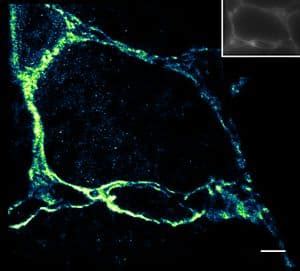 Janelia Fluor® 646, SE (CAS 1811539.